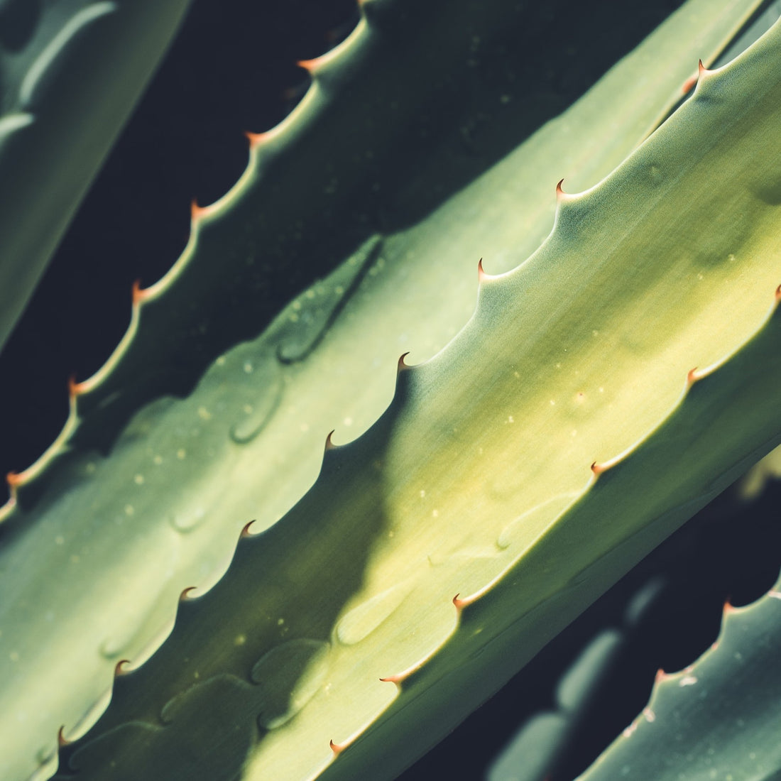 Aloe Vera Saft - Wirkstoffwissen - Cure Concept