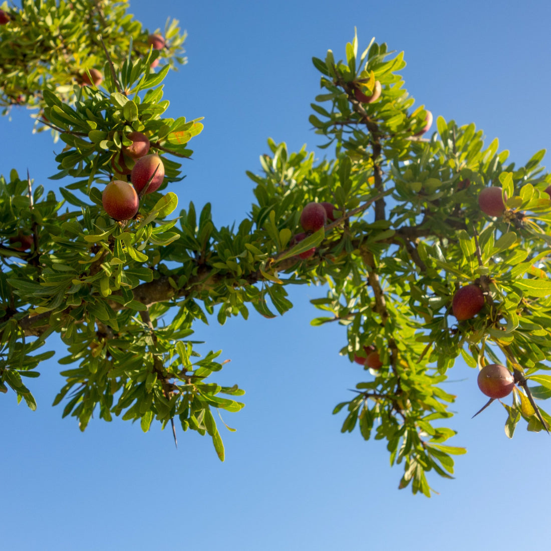 Argan Öl - Wirkstoffwissen - Cure Concept