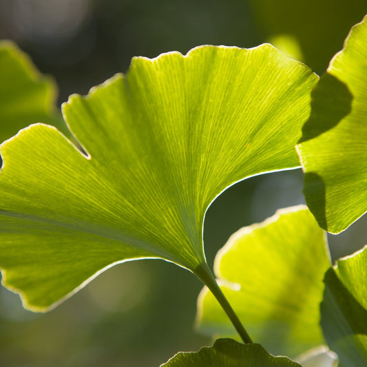 Ginkgo Biloba - Wirkstoffwissen - Cure Concept