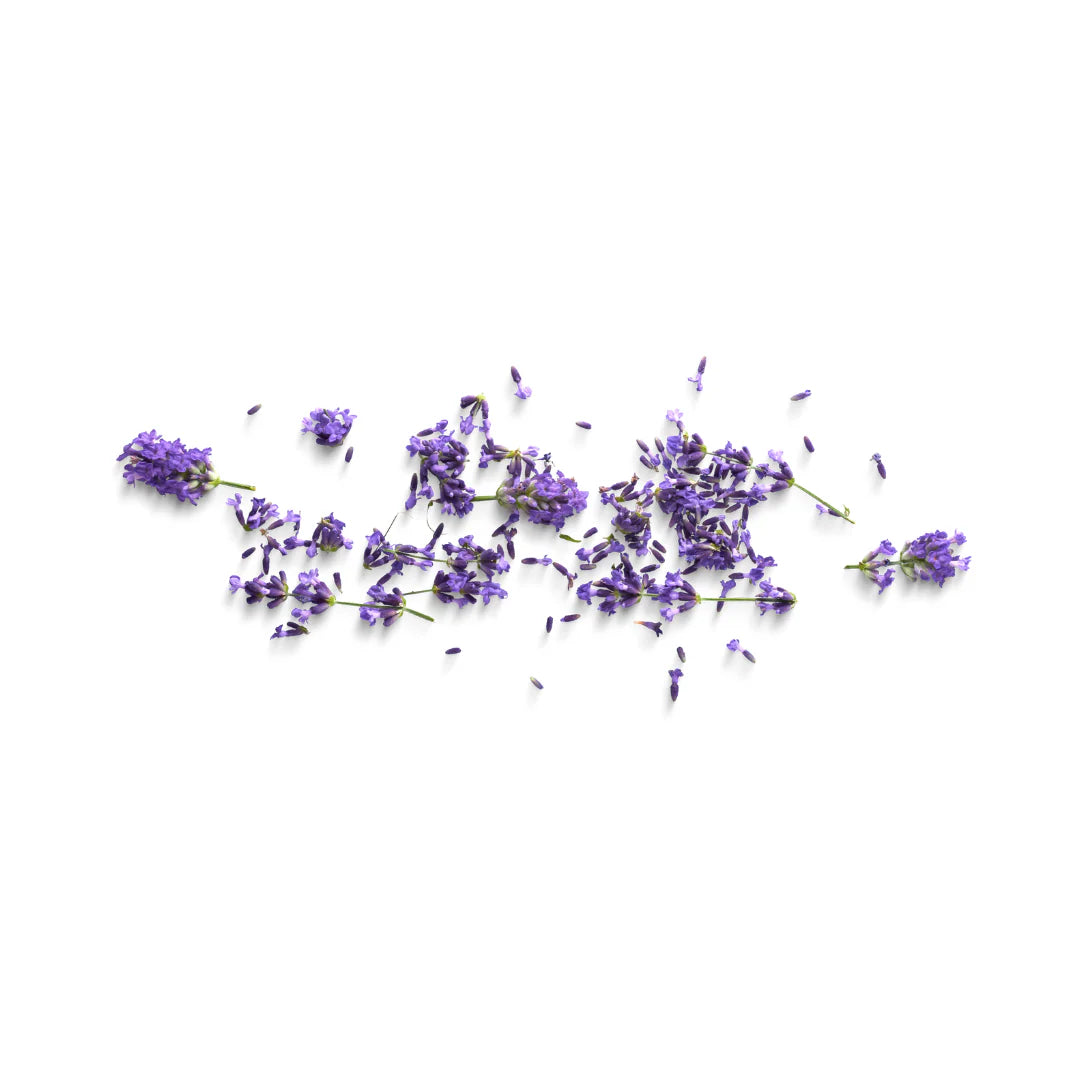 Lavendel