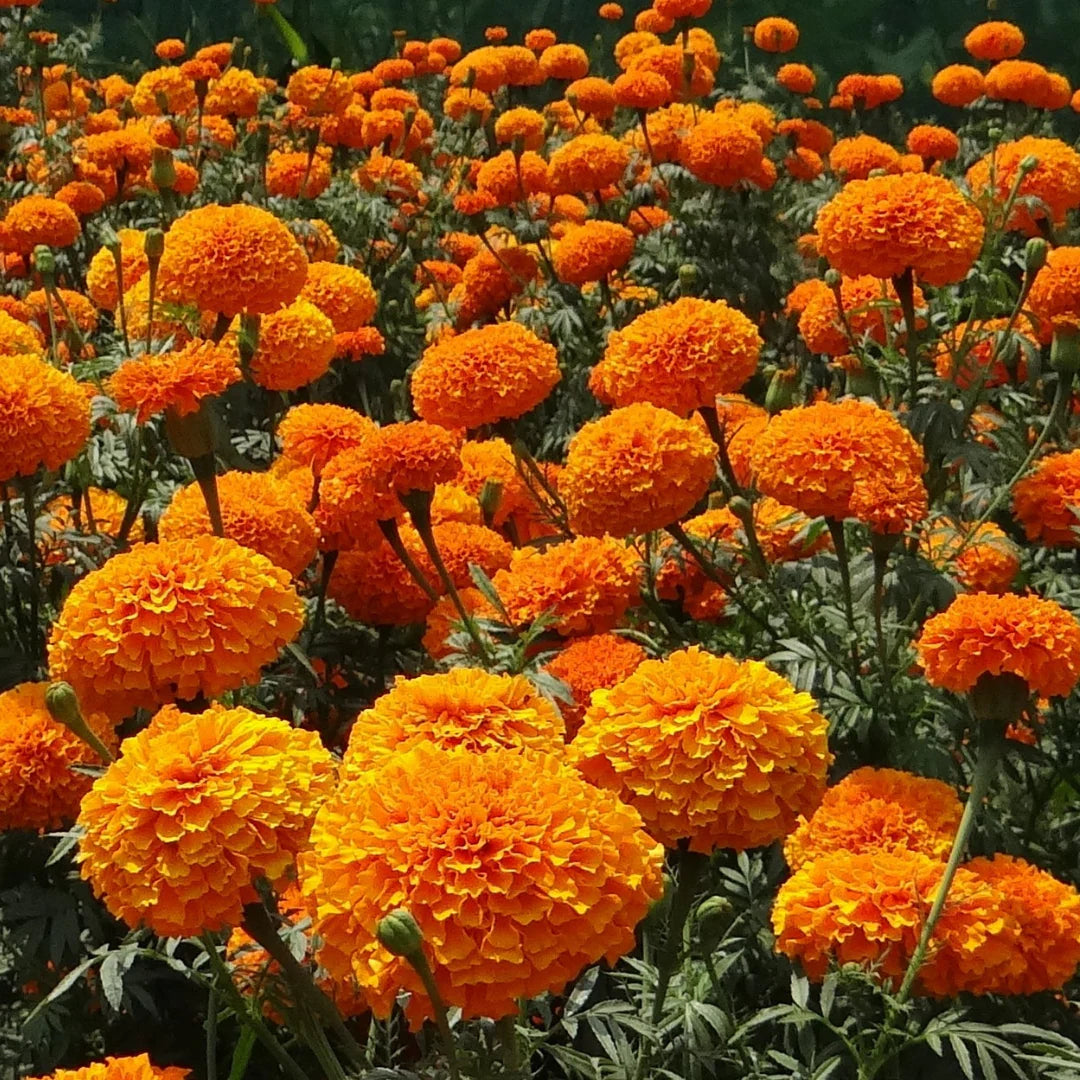 Calendula