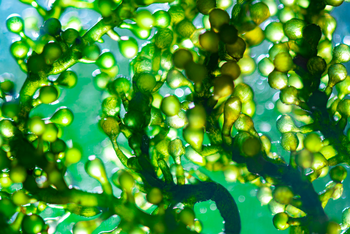 Spirulina Maxima Extract