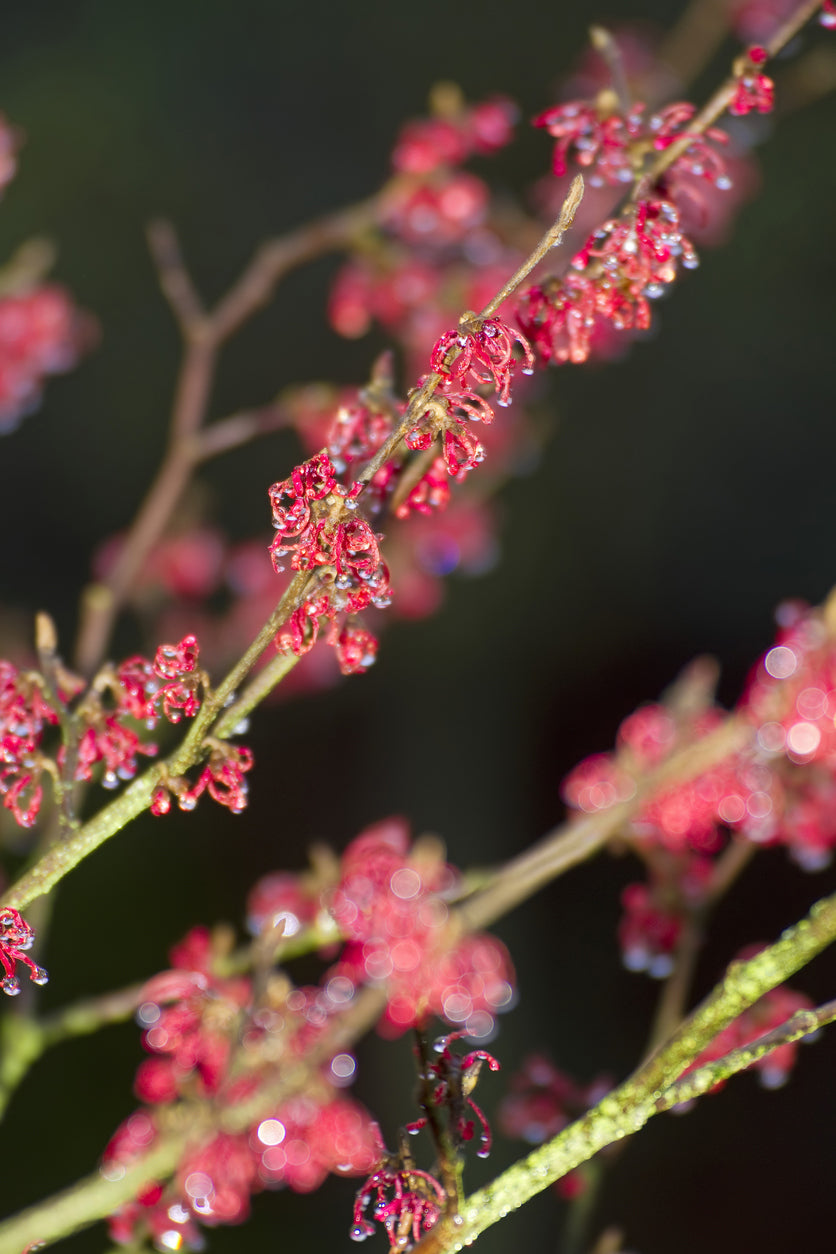 Hamamelis Virginiana Water