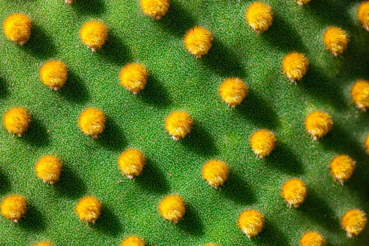 Opuntia Ficus-Indica Stem Extract (Kaktusextrakt)